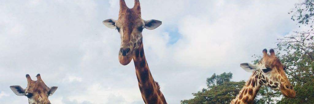 giraffeboss's profile banner image