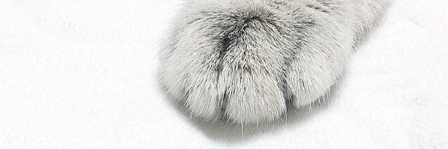 T banner