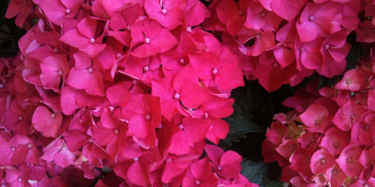 Lola Marceli banner