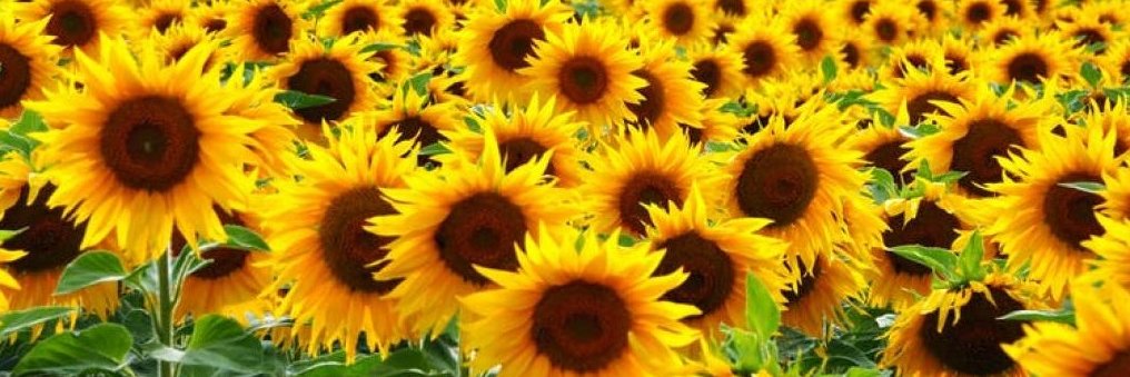 tami_shoup's profile banner image