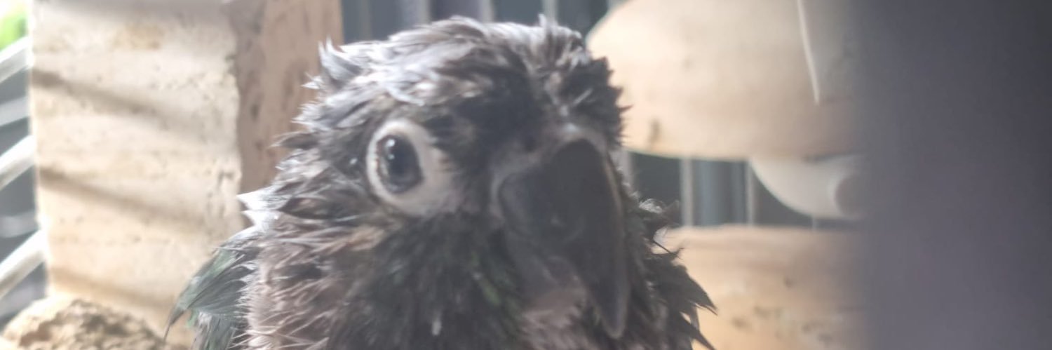 Vuurbeest's profile banner image
