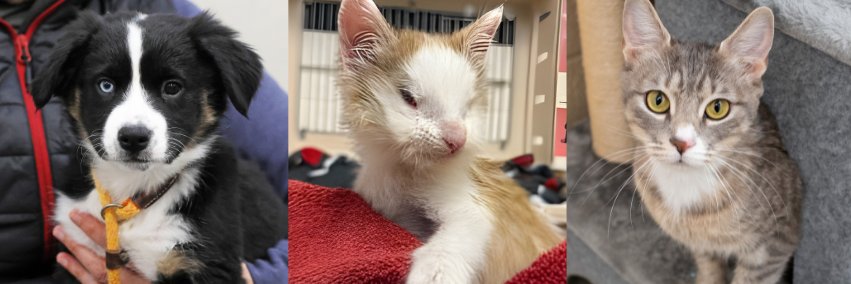 CT Humane Society banner