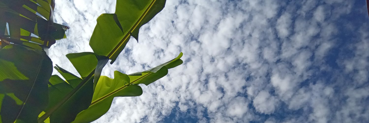 lilisanni's profile banner image