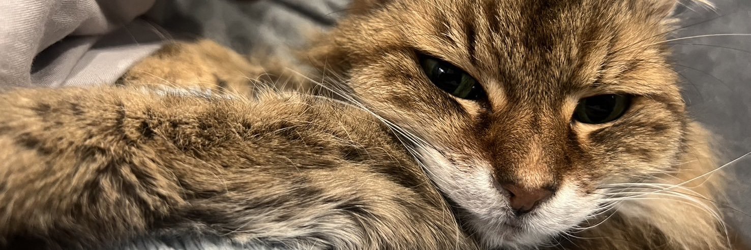 araraguilty69's profile banner image