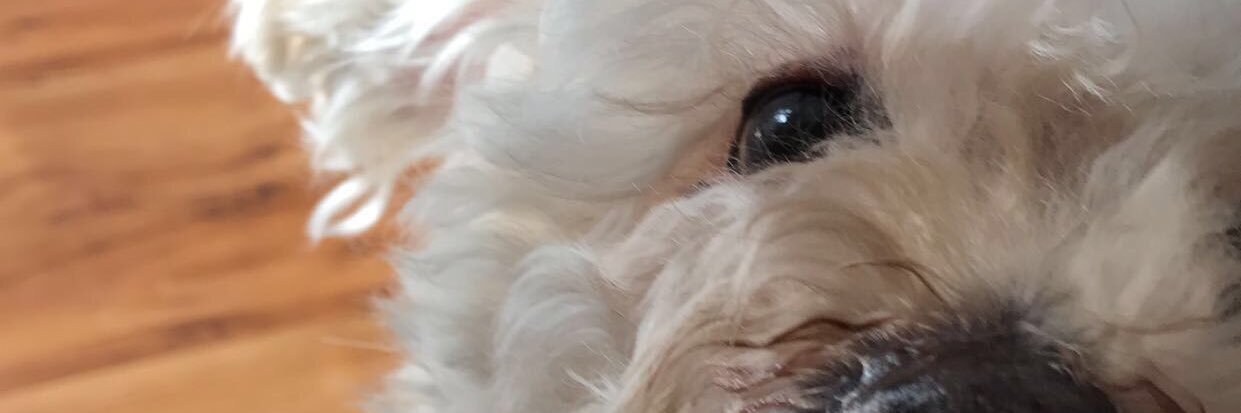 sydfog15's profile banner image