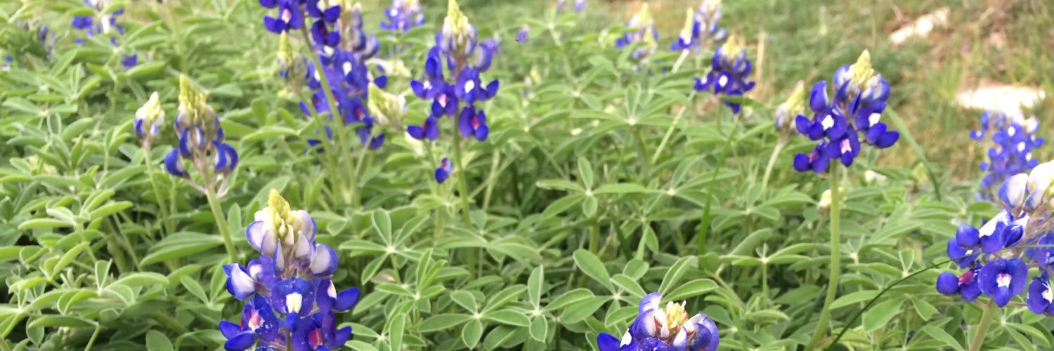 Springtown Epigraph banner