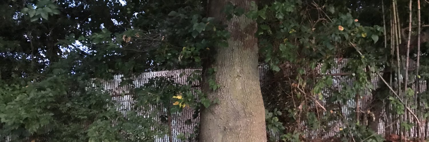 curtymcdervs's profile banner image