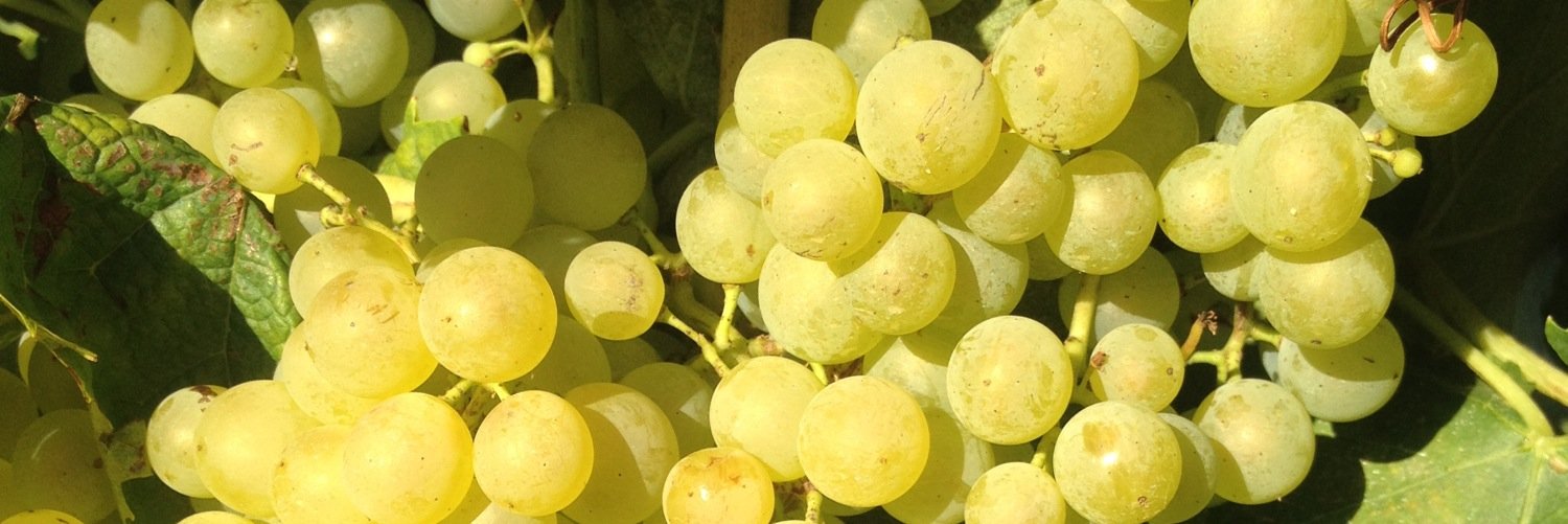 Woods Wines, Henley banner