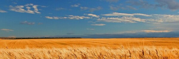 stcatPB Profile Banner