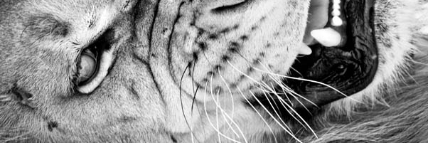 _BraveHeart's profile banner image