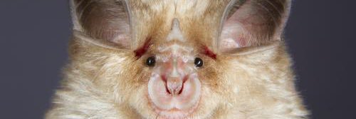 Amirah al-Jamalulail 🦔 banner