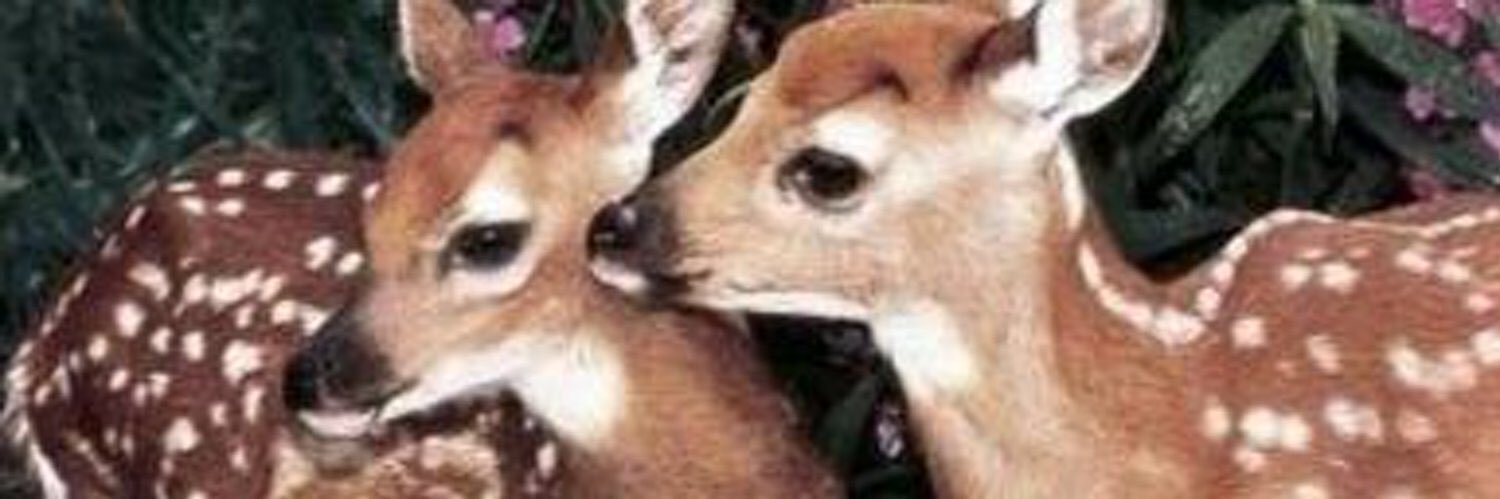 𝘸𝘦𝘫𝘥𝘢𝘯 𝘢𝘭𝘰𝘵𝘢𝘪𝘣𝘪 🦌.. banner