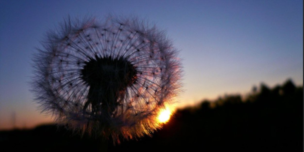 hatfield_sydney's profile banner image