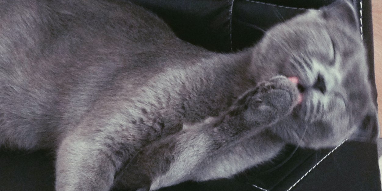 gulcethecat's profile banner image