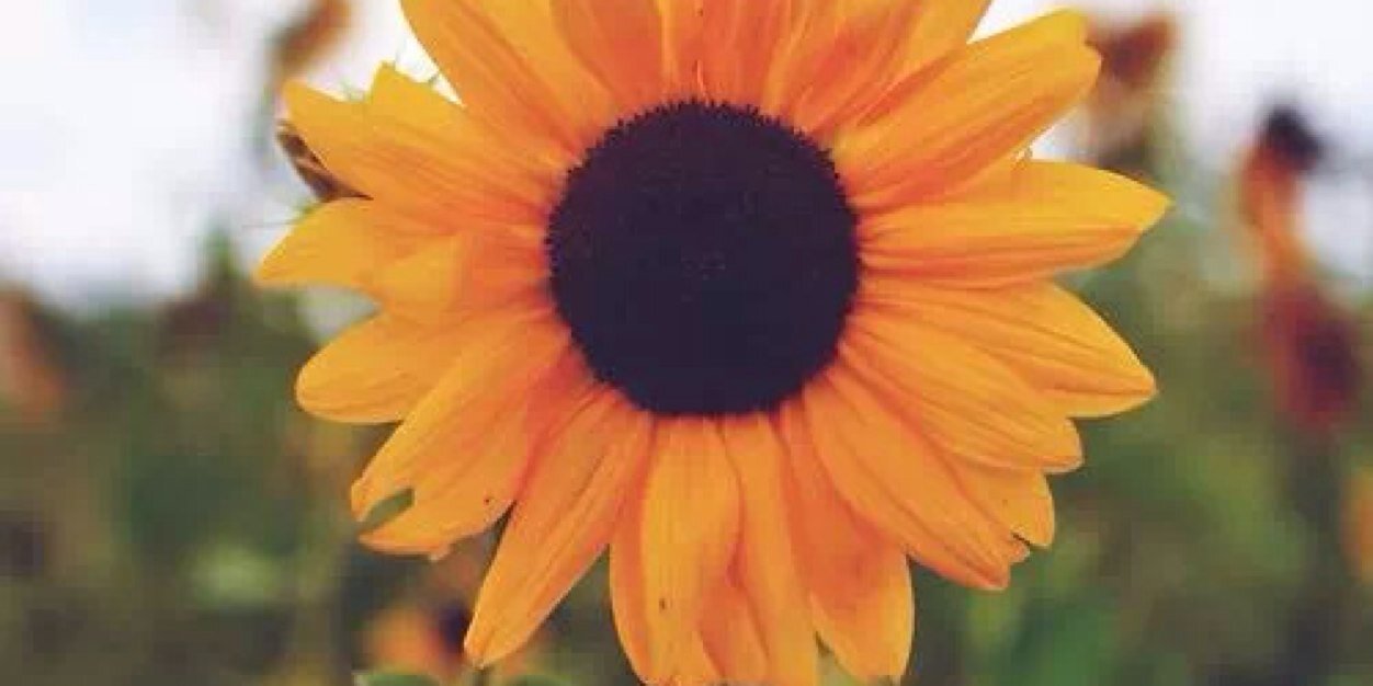 katelynbrant's profile banner image