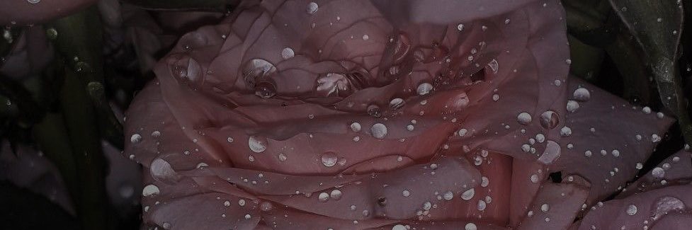 lilsnottie's profile banner image