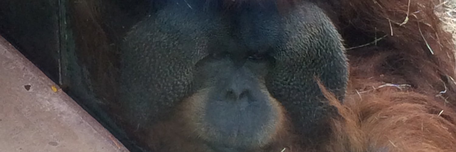 redrobin_renae's profile banner image