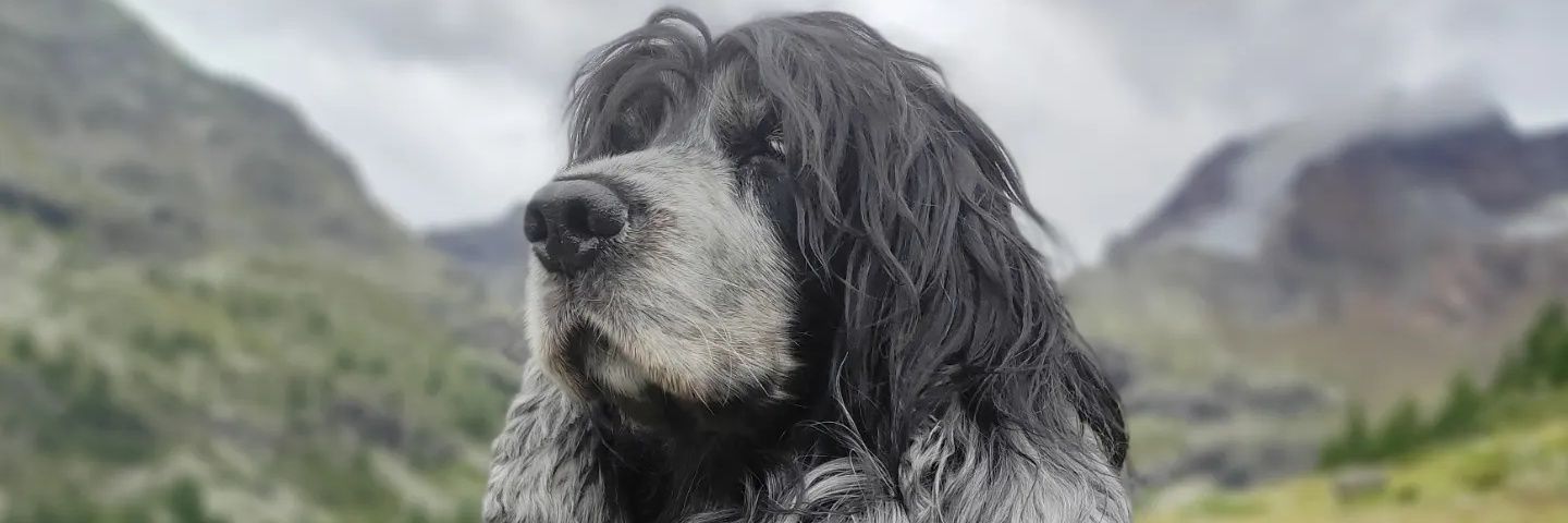 Daniele Perego banner