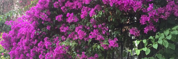 Laouza Profile Banner