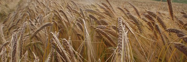 FBurnettCropDoc Profile Banner