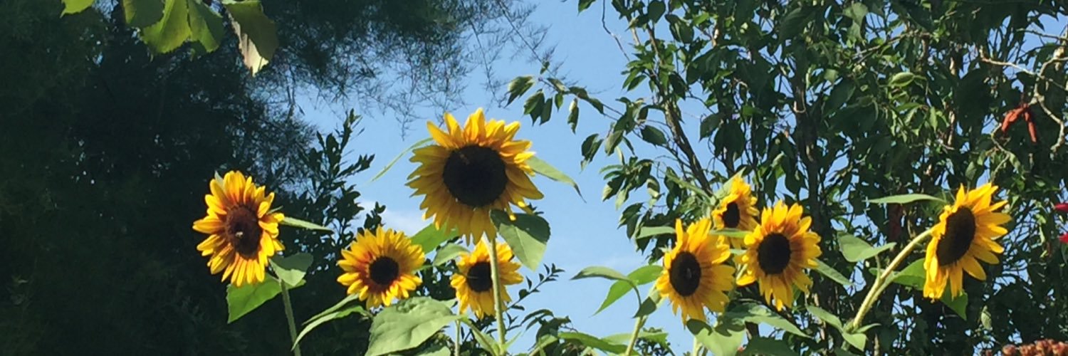 roxycaine's profile banner image