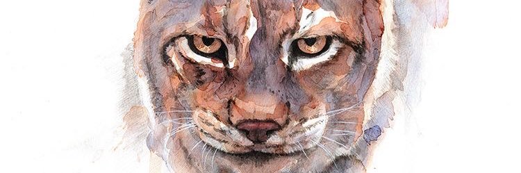 pjaramilloa's profile banner image