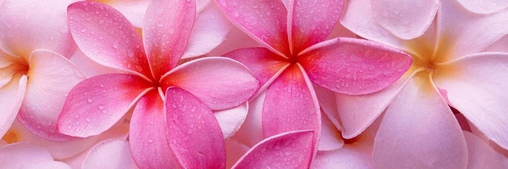 SteffanyCobos's profile banner image