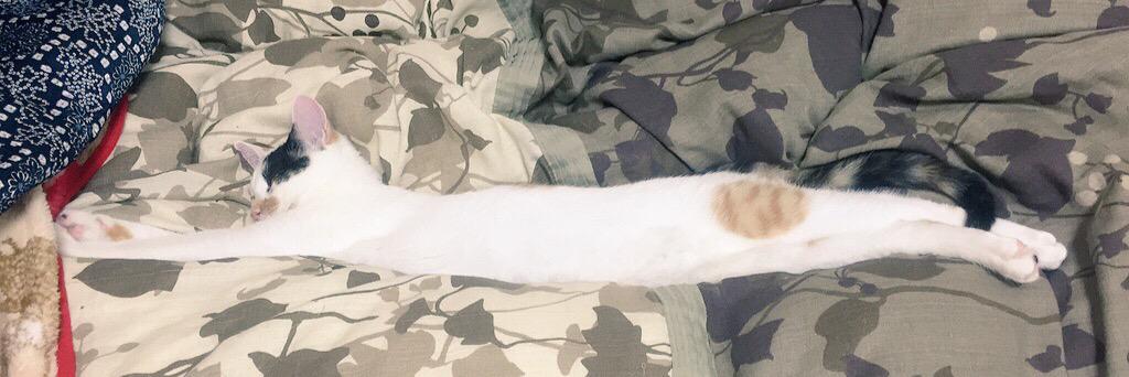 もちくる( ˘ω˘ 🐈) ゆきくる banner