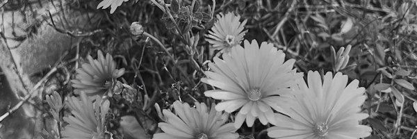 mariibrambilla Profile Banner