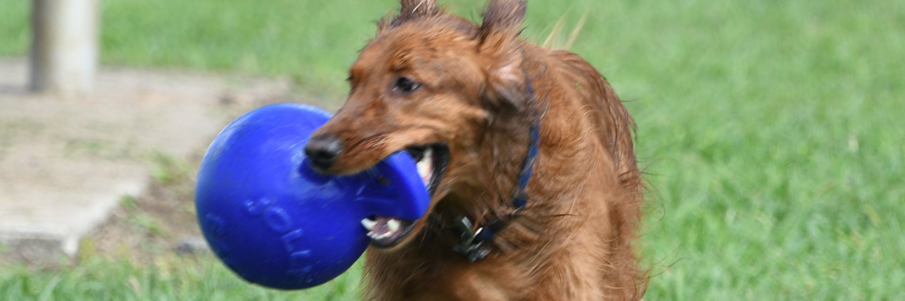 TJ banner