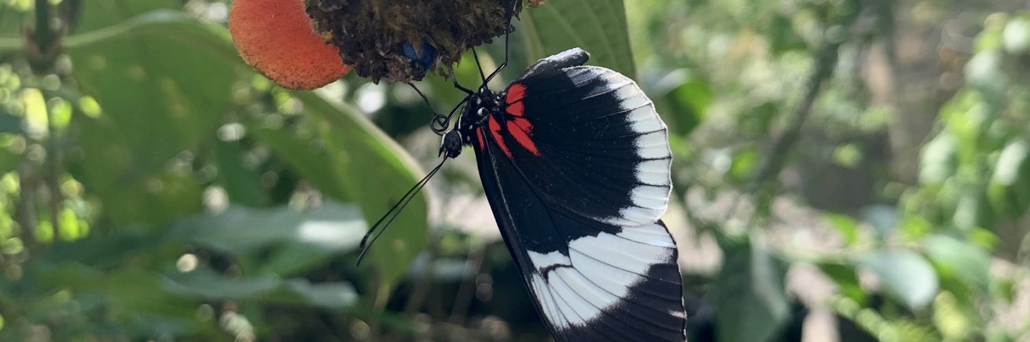 Alexandra Arias banner