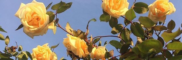 cestlabellevie's profile banner image