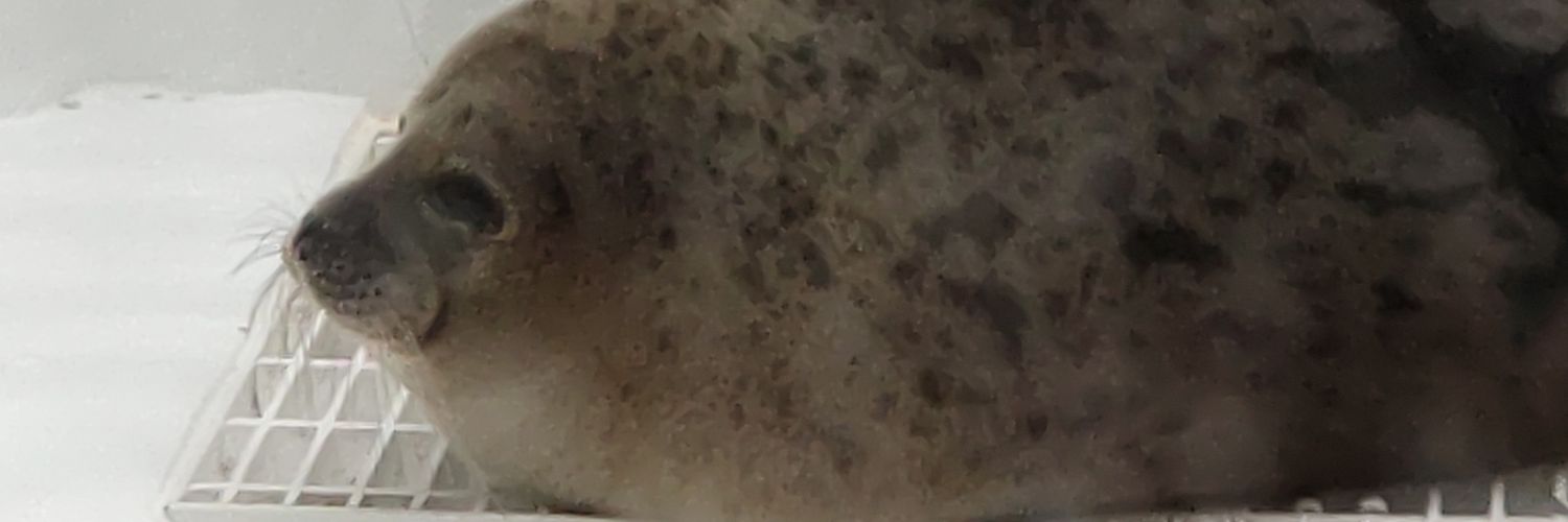 UBWmoon's profile banner image