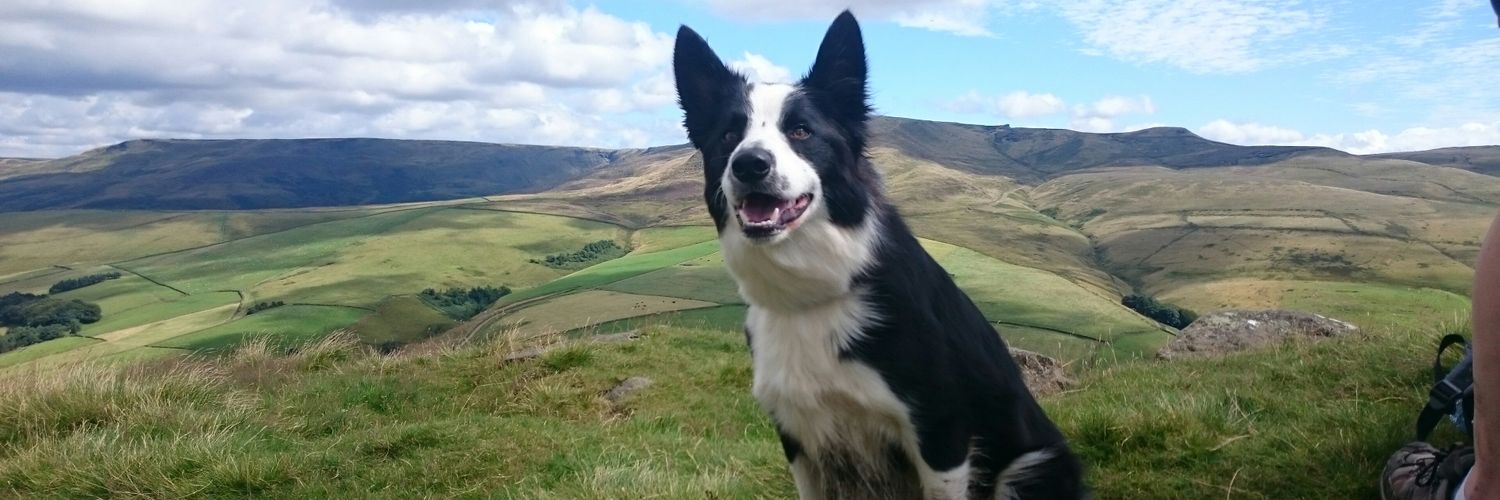 pongo1986's profile banner image
