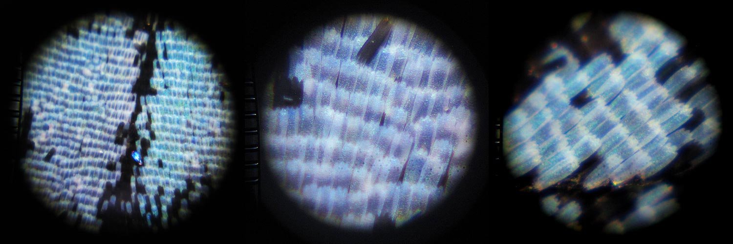 越子（越後） banner