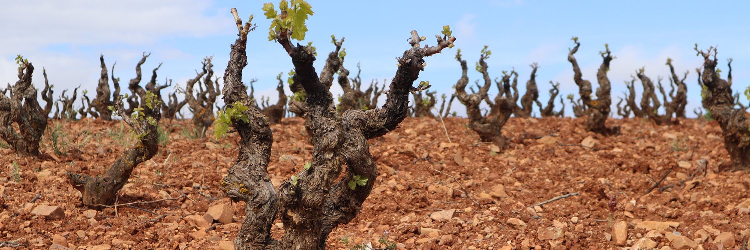 BodegasSanAlejandro banner