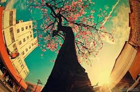 hamidstamarley's profile banner image