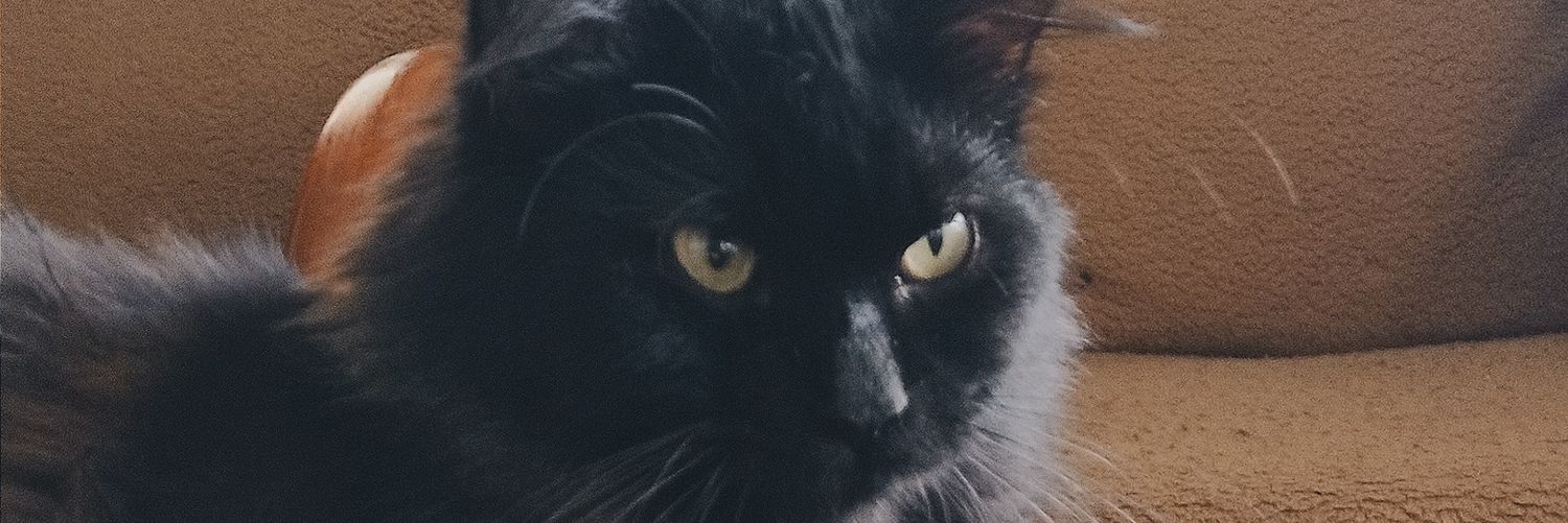detiagarnisa's profile banner image