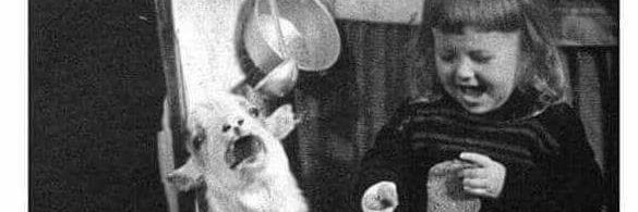 shellackabookie's profile banner image