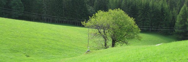 bruno_simili Profile Banner