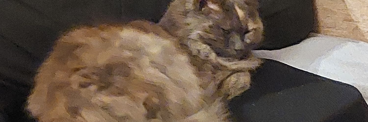 OurFiveCats's profile banner image