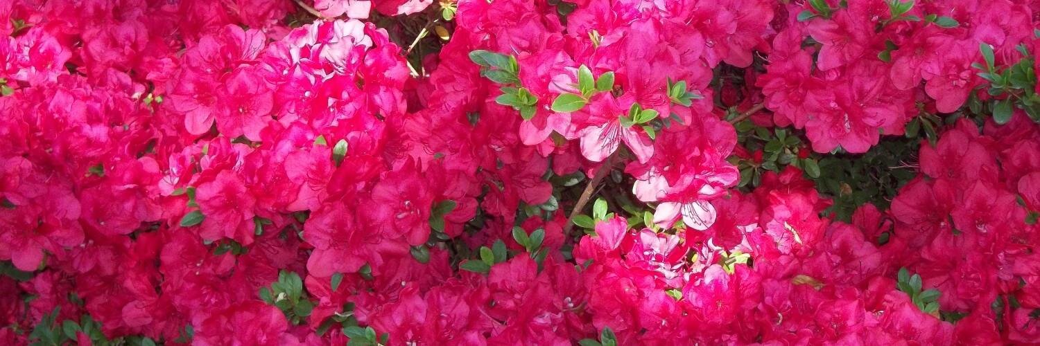 MaxBelvisee's profile banner image