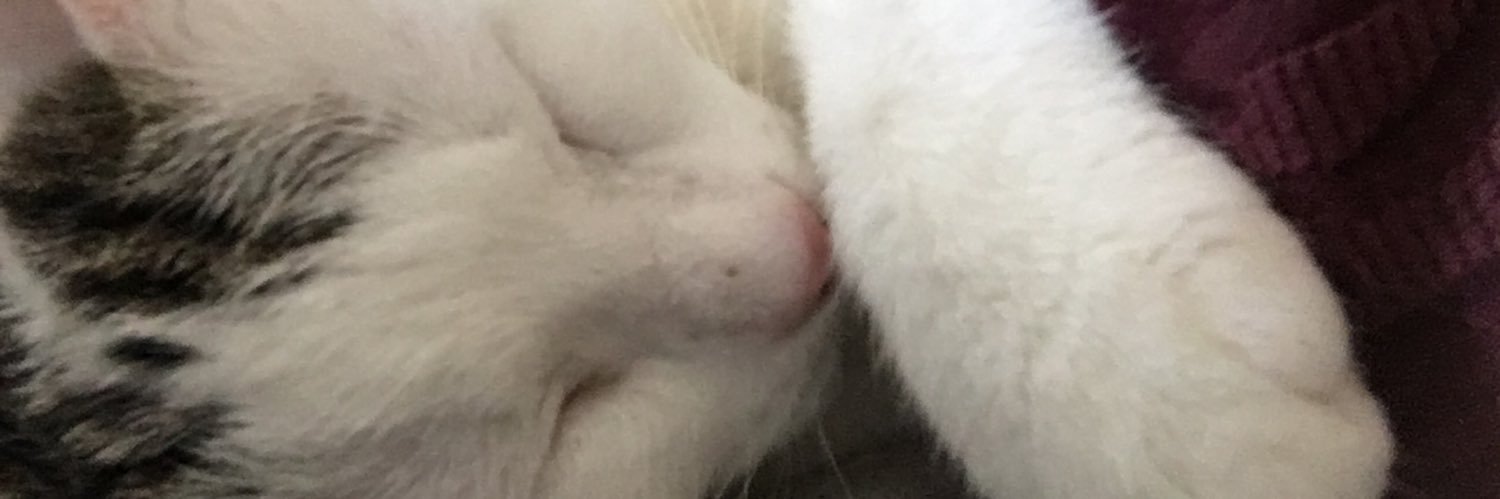 Colleen Yoshida banner