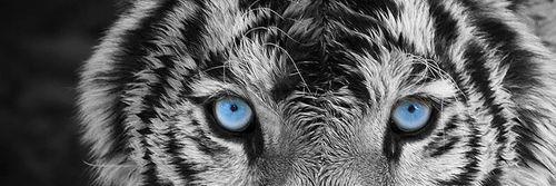 zahgool07_'s profile banner image