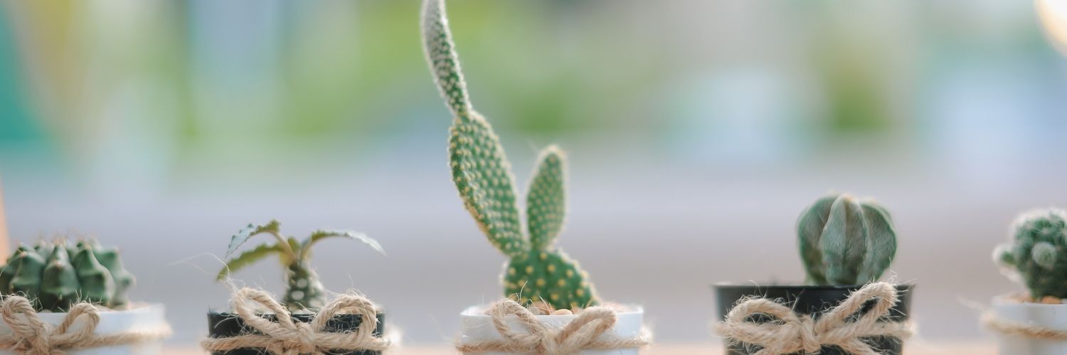 MAMASAYZEEDINDY's profile banner image