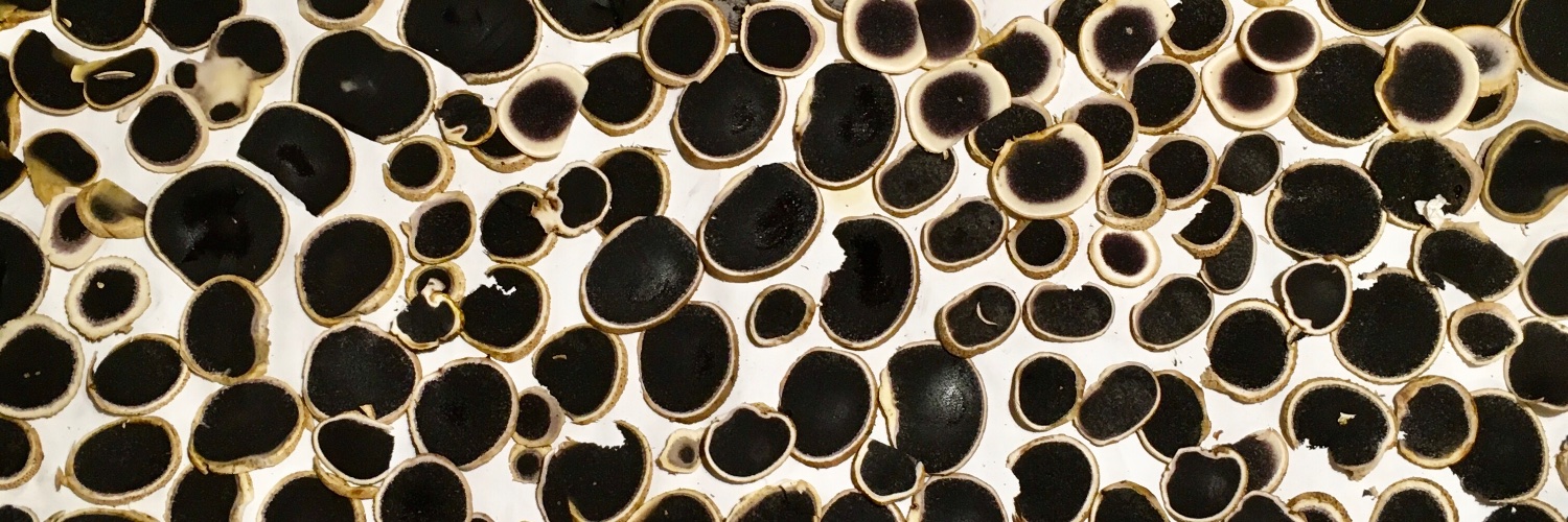 AssaKaksela's profile banner image