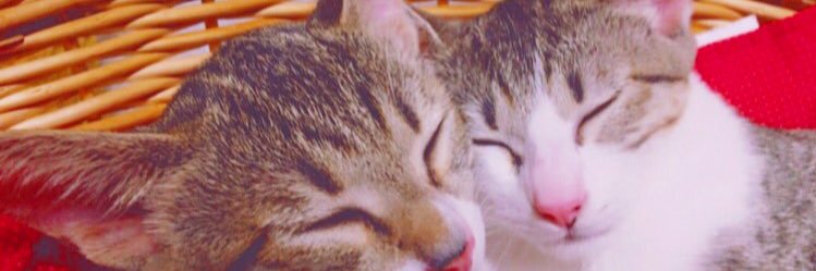 KBogy4's profile banner image