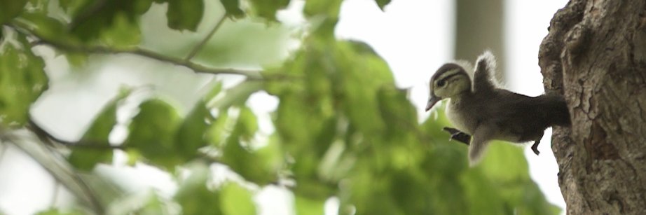 Archipelago Films banner