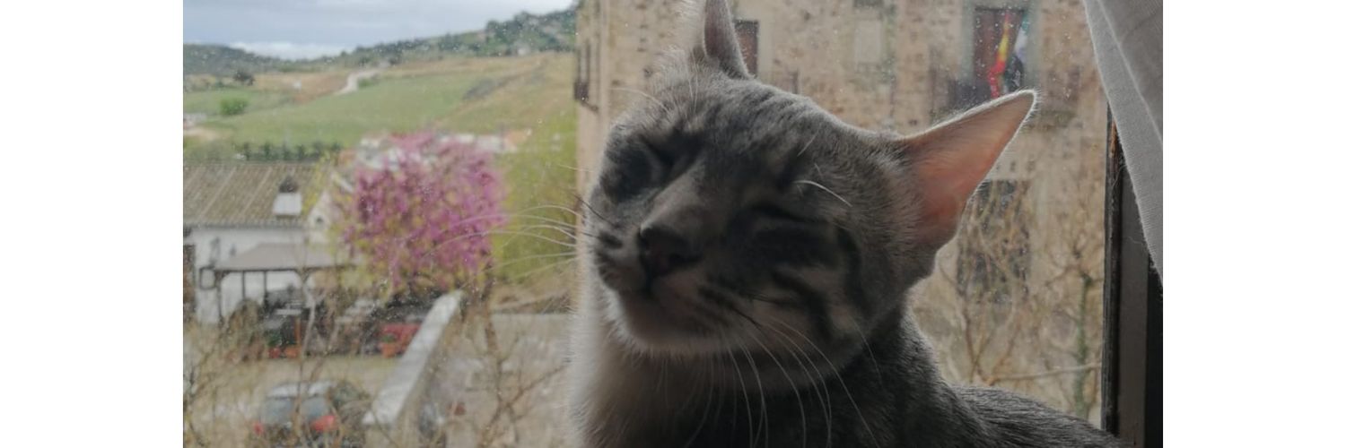 Chocobatido's profile banner image