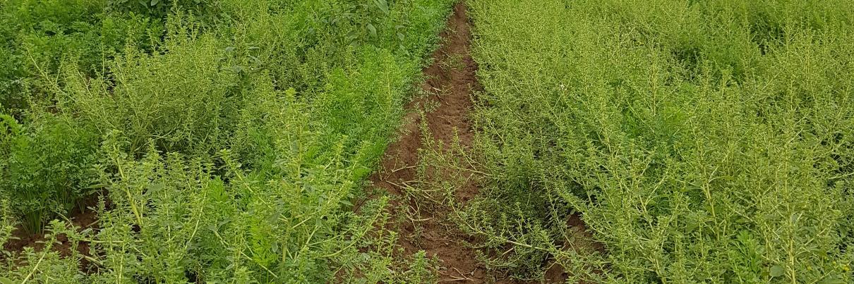 Kristen Obeid banner